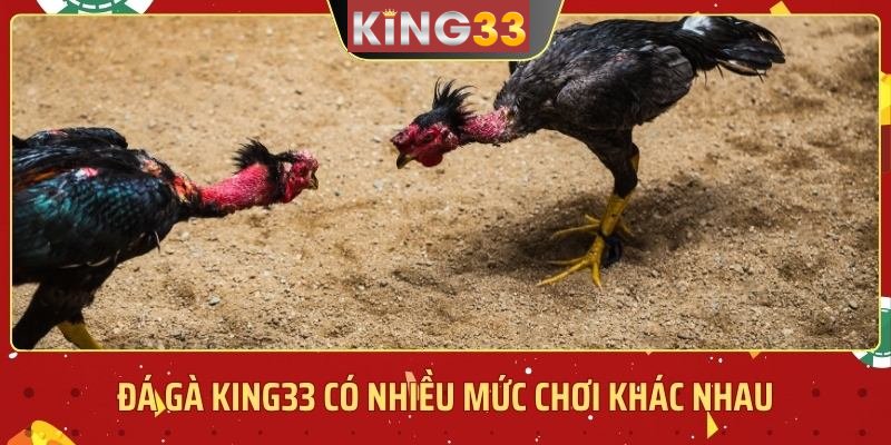  đá gà KING33