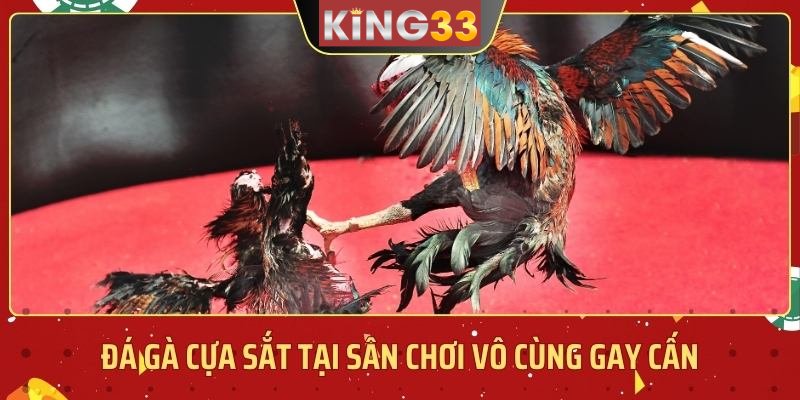 đá gà king33